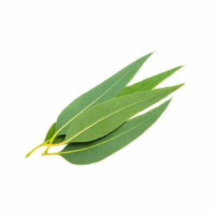 eucalyptus-flavour-concentrate