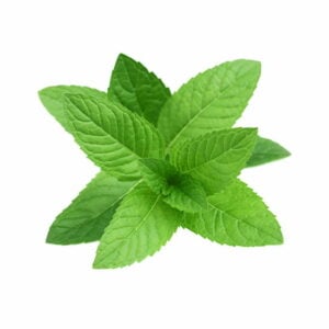 menthol-flavour-concentrate