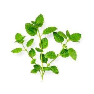 peppermint-flavour-concentrate